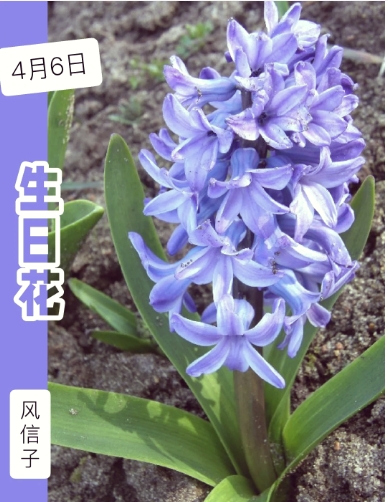 风信子寓意以及象征是什么