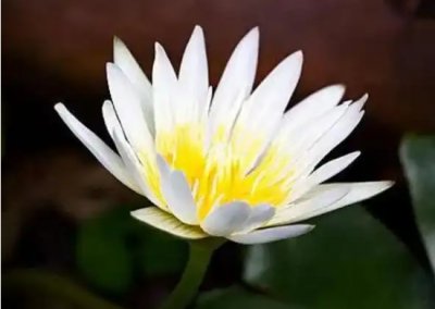 澳门的市花是什么花??？有什么象征意义？