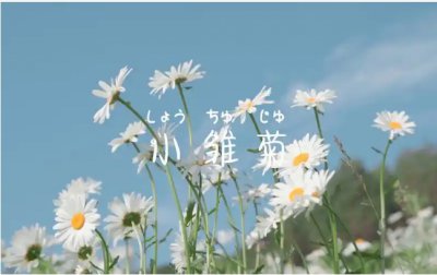 暗恋的花语有哪些花？ 暗恋代表的花卉有哪些？