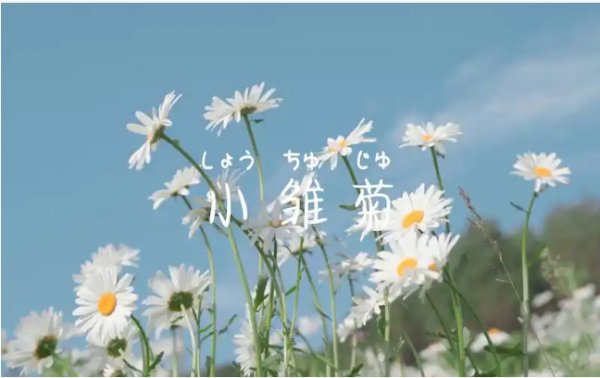 暗恋的花语有哪些花