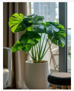 8种适合阴暗环境的室内植物 超耐阴的8种室内植物有哪些？