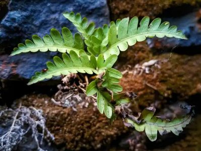 蕨类植物的繁殖方式有哪些？ 蕨类植物怎么繁殖？方式有哪些？