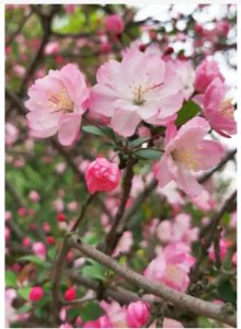 海棠花的象征意义与花语解析 海棠花的寓意和花语是什么？