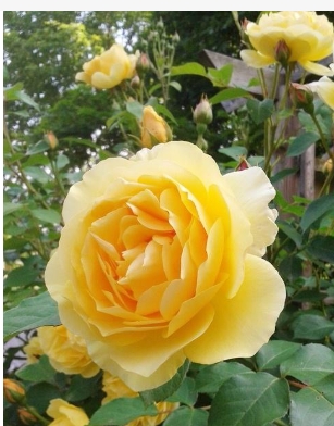 黄色月季花语是什么