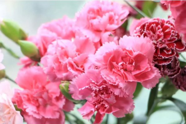 康乃馨的花语和象征意义是什么