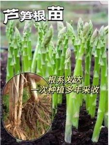 芦芽是什么植物？能吃吗？ 芦芽是什么植物？可以食用吗？