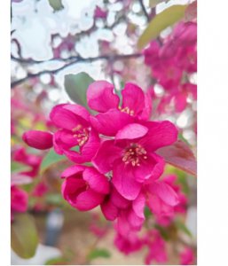 三月盛开的花卉有哪些？ 三月份什么花开得最旺盛？