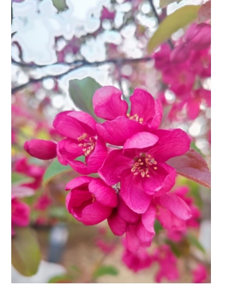 三月份什么花开得最旺盛