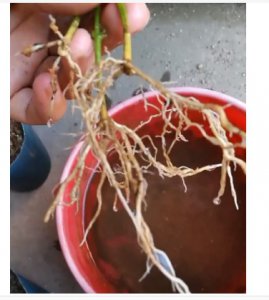 生根粉的用法与用量是多少？ 生根粉的使用方法与剂量是多少？