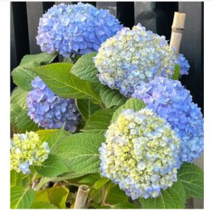 洋绣球花有毒吗？能放室内养吗？ 洋绣球花是否有毒？适合室内养殖吗？