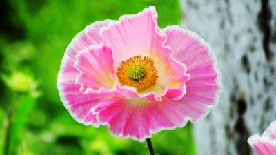 虞美人的花语是什么？有什么寓意？