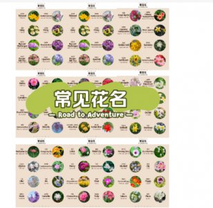100种常见花的花语和花名是什么？