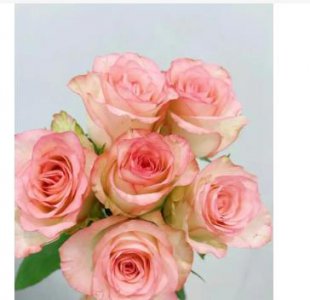 爱莎玫瑰的花语与象征意义 爱莎玫瑰花语和寓意是什么？