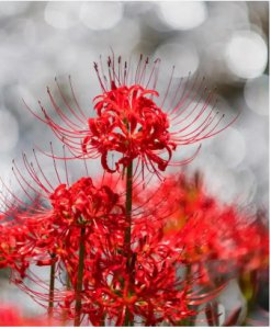 彼岸花象征什么意思？ 彼岸花的象征意义是什么？