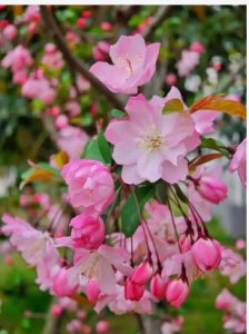春季常见花卉有哪些？ 春天常见的花有哪些？