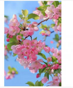春天最具代表性的花是什么？寓意是什么？