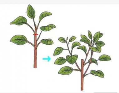 顶端优势原理在日常生活中的实践 顶端优势的原理在生活中的应用？