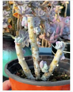 多肉老桩光杆上如何发芽？爆侧枝的方法是什么？