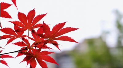 枫树叶子的比喻之美 枫树叶子像什么东西比喻句