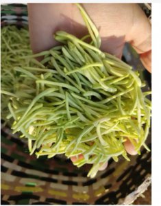 如何处理金银花以便泡水？ 金银花采摘后怎么处理才能泡水？