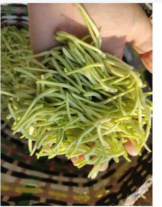 金银花采摘后怎么处理才能泡水