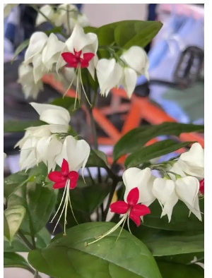 九龙吐珠的玩法和作用有哪些