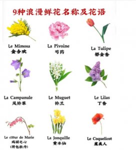 稀有美丽的花卉名称及其花语 罕见好听的花名及花语是什么？