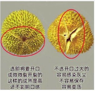 榴莲成熟怎么判断？熟透和坏了有什么区别？