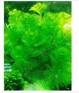 绿菊水草怎么养才能更旺盛？适合种鱼缸里吗？