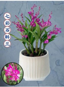 石斛兰的象征意义与风水注意事项 石斛兰的寓意和风水讲究是什么？