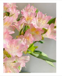 水仙百合花语和寓意是什么？ 水仙百合的象征意义与花语解析