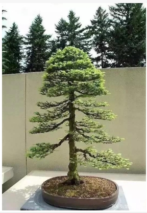 一根直杆的树如何造型好看