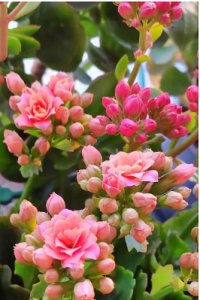 家里为什么不能养长寿花？是凶还是宅？