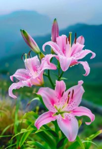 百合花代表什么样的性格？ 百合花象征着什么品质的人？