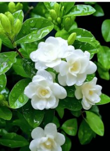 茉莉花的象征意义及其花语 茉莉花花语及寓意是什么？