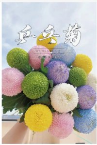 乒乓菊的花语是什么？ 乒乓菊花语是什么意思？