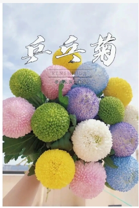 乒乓菊花语是什么意思