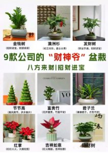 十种旺财又旺宅的植物叫什么名字？