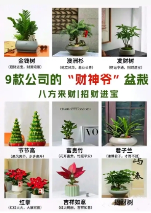 十种旺财又旺宅的植物叫什么名字