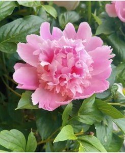 芍药花语是什么？ 芍药的花语是什么？
