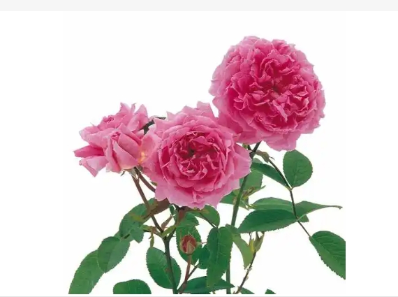 五月最具有代表性的花是什么