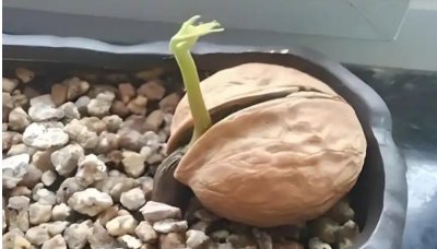 桃核怎么种才能发芽出苗？方法是什么？