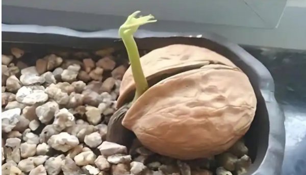 桃核怎么种才能发芽出苗