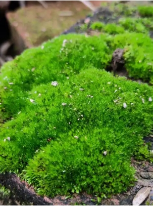 苔藓植物有根茎叶的分化吗