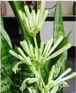 虎皮兰多久开一次花？有什么预兆？