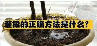 灌根的有效技巧与方法 灌根的正确方法和技巧是什么？