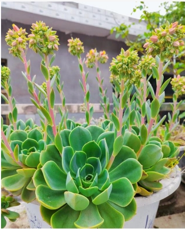 多肉会开花意味着什么