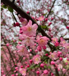 春季盛开的花卉有哪些？ 春天开什么花？有哪些花开？