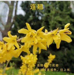 迎春花连翘区别是什么？怎么分辨？