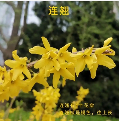 迎春花连翘区别是什么